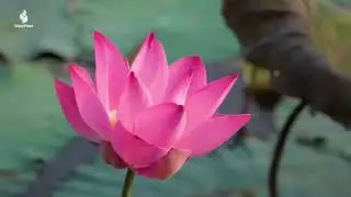 Relaxing Instrumental Music for Stress Relief | Calm Music to Relax Your Mind
