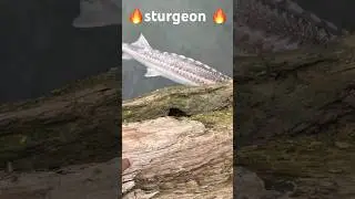 Dead sturgeon in Mart&iacute;nez ca#sturgeonfishing #bayareafishing #925 #shorefishing