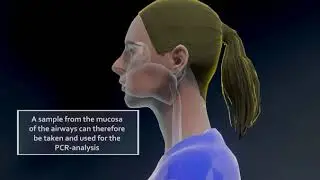 How does PCR-test for COVID-19 / SARS-CoV-2 work? Animated explainer