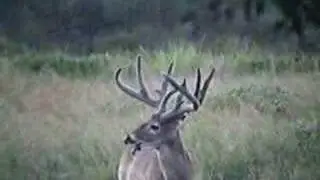 big deer