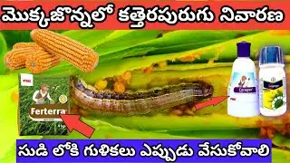 MAIZE army silky warm management #maize #agriculture #pestcontrol #pesticides #maize#crops #trending