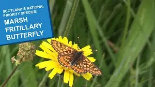 Scotland’s National Priority Species: Marsh Fritillary Butterflies