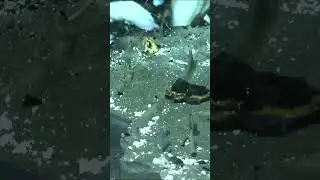 Discovering a new ecosystem under the ocean  #science