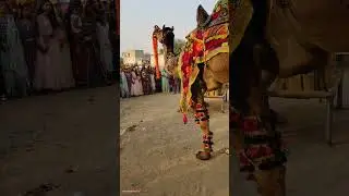camel dance ###dancemusic ##viraldance ###dancesong ##viraldance ###camels