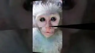 Fastest monke edit #shorts #savethemonkeys