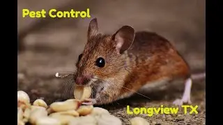 Pest Control Longview Judson TX | Exterminator Longview TX