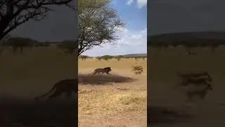 #funny Wild Chase: A Pride of Lions Hunts Down a Zebra!