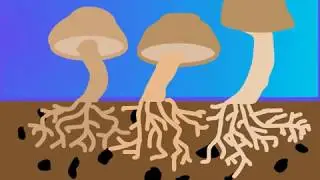 Bioremediation Animation