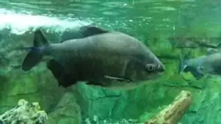 Pacus or Serrasalminae in aquarium