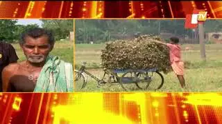 Cyclone threat to Odisha | farmers in distress over protection of crops