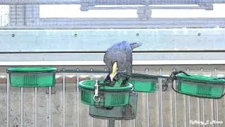 Oropendola on Food Dishes (Special Effects Video)