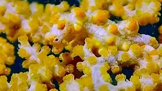 Pygmy seahorse, harlequin shrimp, and other macro stuff