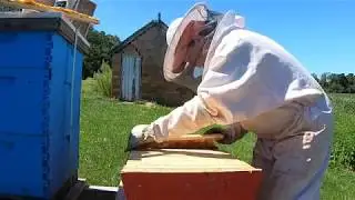 Summer Bees Top Bar and Nuc Inspections 2019