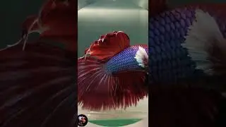 Premium Bettas Shipping all 🇮🇳Doorstep Delivery 📦#betta#bettagroomer#bettaimporter#bettashop#india