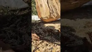 cutting tree part - 2 it took 3 hours to cut this tree
