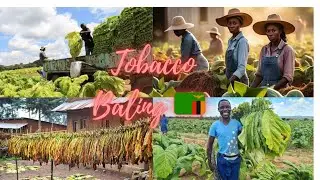 How He IS Making Millions in Farming Tobacco in Zambia #tombwe #tobaccofarming #farming #cigarette