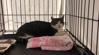 Little Bay Islands Cat Rescue Mission