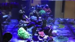 Elos Spectrachrome 20K Metal Halide Lighting over Reef Aquarium