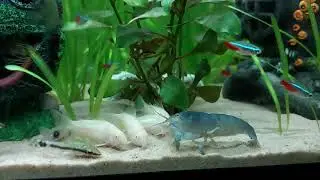 giant African fan shrimp with corydoras