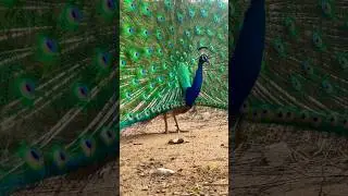 Peacock Dancing & Mating Call When Peahen Arrives | Slow Motion Moment 🦚✨ #wildlifeentertainment