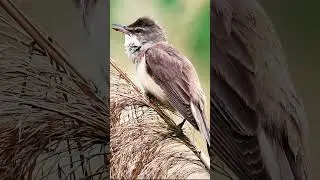 🎶Great Reed Warbler🦅 Found in lush reeds, this bird's song marks its territory.🌾 #Birdlovers #birds