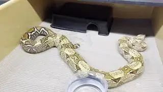 Some of our boa collection!