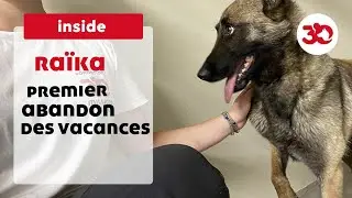 Le premier chien abandonné de l'été pour cause de vacances