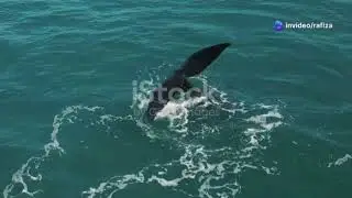 whale fish.  #whale #Whalefish #fish #whalewatching #fishinglife