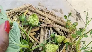 Hi friends gacher strawberry kmon