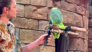 Talking Bird at Disney