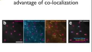 Visualizing single nucleotide variants in situ via RNA FISH