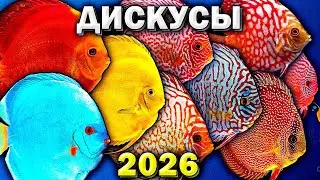 Чемпионат дискусов 2026 Красивые рыбки и их разводчики!