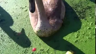 Kis hatty&uacute; f&uacute;j&aacute;s! :)