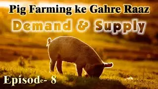Глубокие секреты свиноводства | Эпизод 8: Спрос и предложение | Swastik Pig Farm 🐖