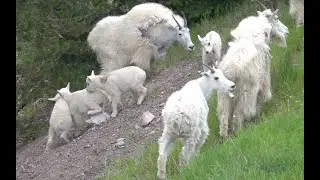 Mountain Goat Family, Glacier National Park