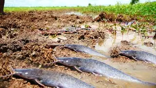wow amazing fishing - fisherman skill catch catfish in rice field - tranditional fishing #fishing