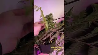 My cyathea dealbata tree fern