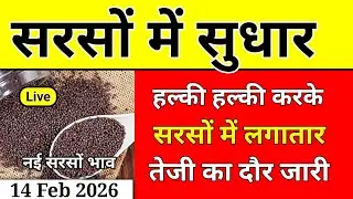 Mustard prices improve today, February 13, 2026. New mustard prices. Mustard prices rise slightly. Mustard prices today