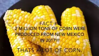 Interesting Corn Facts!!!