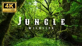 4K Jungle Wildlife &bull; Discover the Untamed Animals of the Rainforest | Nature Documentary