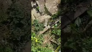 Herping For Adders (Vipers)