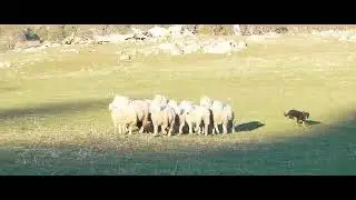 2025 SUMMER Australian Working Stock Dog Auction - LOT 214 BRAZIER'S BOON