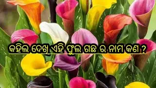 ନୂଆ variety ଫୁଲ ଗଛ // unique flower plant // berhampur nursery 