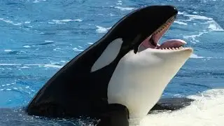 Orcas: Assassinas ou V&iacute;timas? (Dublado) - Document&aacute;rio Discovery Channel