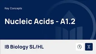 Nucleic Acids [IB Biology SL/HL]