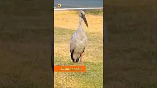 Peacock and Asian Openbill Sounds