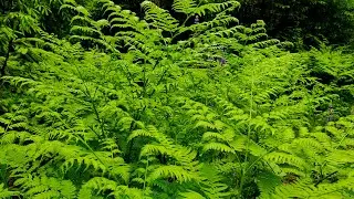 ASMR звук дождя в лесу летом / Прогулка ранним утром в лесу