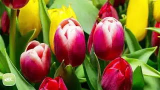 Spring Time Ambience | Wellness Music Experience