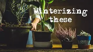 Overwintering potted plants- How to prepare potted plants for winter