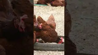 Boost Your FALL Egg Production NATURALLY!